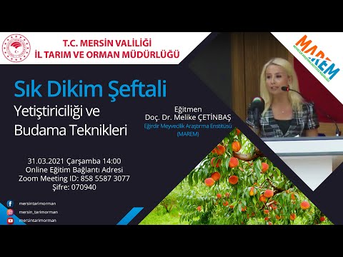 Video: Şeftali Eriği: çeşitliliğin Tanımı Ve özellikleri, Avantajları Ve Dezavantajları, Dikim Ve Bakım özellikleri + Fotoğraflar Ve Incelemeler