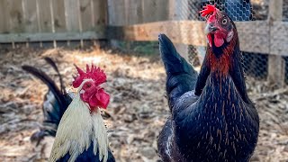 Relaxing Backyard Chickens Vs Squirrels. by Sweet Baby Sean 135 views 8 hours ago 10 minutes, 38 seconds