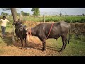 Beautiful buffalo mating by village in India Rajasthan