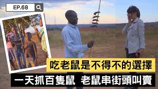 【精選】真實生活！吃老鼠是不得不的選擇 一天抓百隻鼠 老鼠串街頭販售｜聚焦全世界｜舒夢蘭