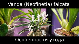 видео: Орхидея, которая пахнет жасмином? Vanda (Neofinetia) falcata, особенности ухода #орхидеи #neofinetia картинка: Орхидея, которая пахнет жасмином? Vanda (Neofinetia) falcata, особенности ухода #орхидеи #neofinetia