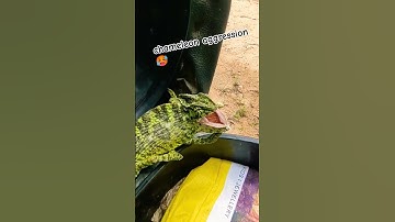chameleon aggression 🥵 #youtube #youtubeshorts #youtubevideos #ytshorts #shorts #wildlife