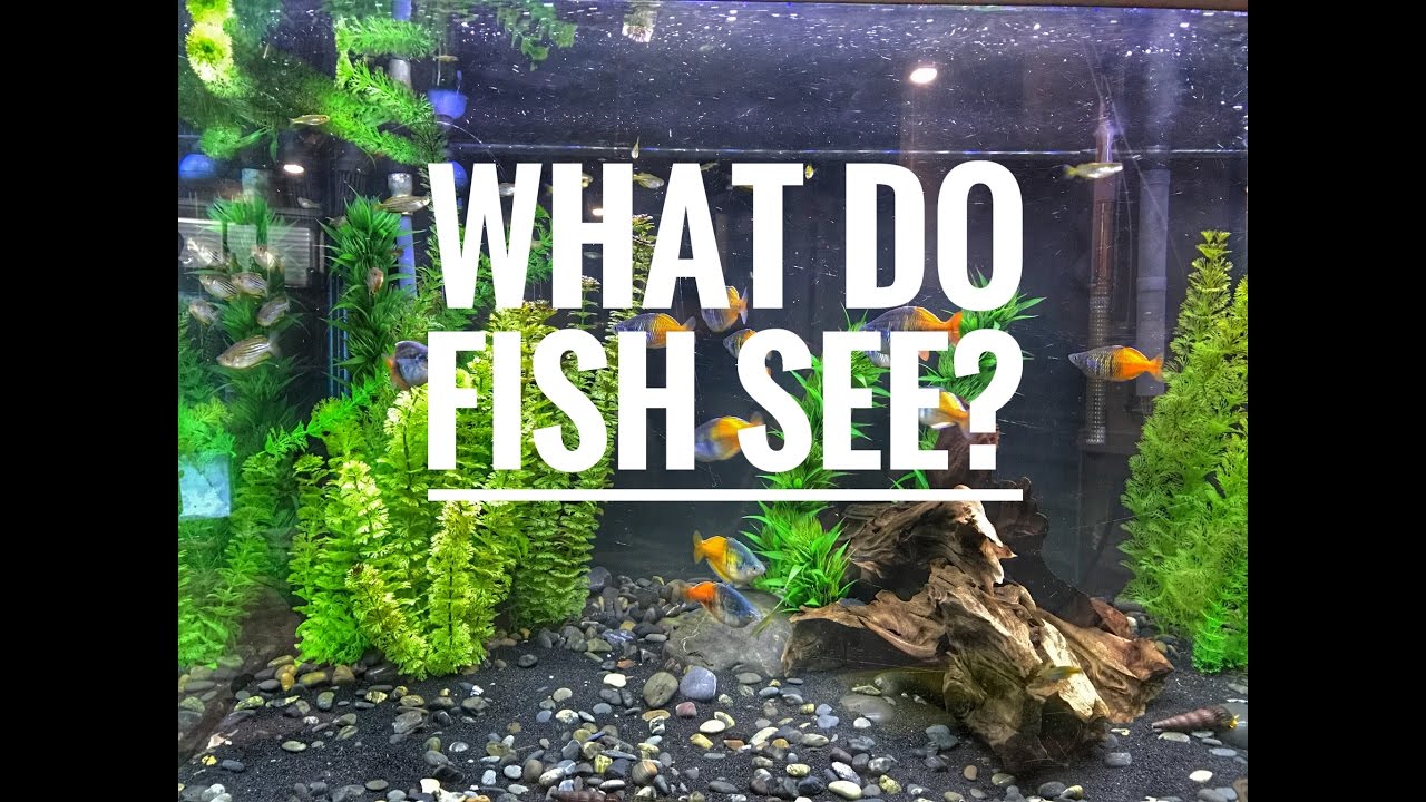 What Do Fish See? (4K)