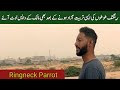 Parrot | Aj parrots ki flying ne Dil khush kr diya | Free Flaying Pakistani Ringneck Parrots |