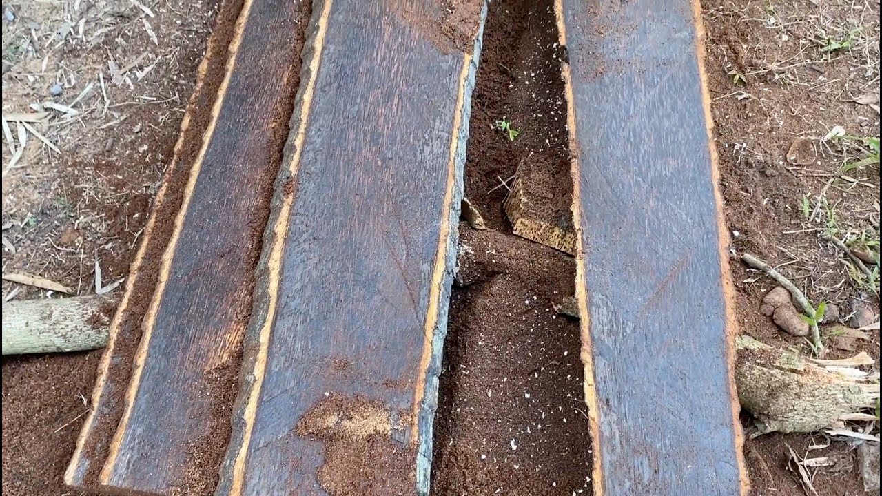 Разрежьте 100+ летние сахарные пальмы на красивую темную древесину.