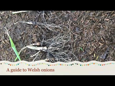 Wideo: Welsh Bunching Cebula Info - Jak dbać o cebulę i jej zbierać