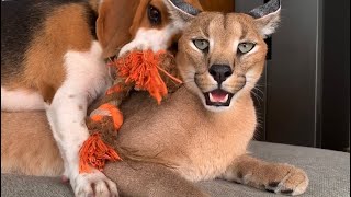 Roo the caracal play fighting with Bessie the beagle  hilariously cute animal friends!