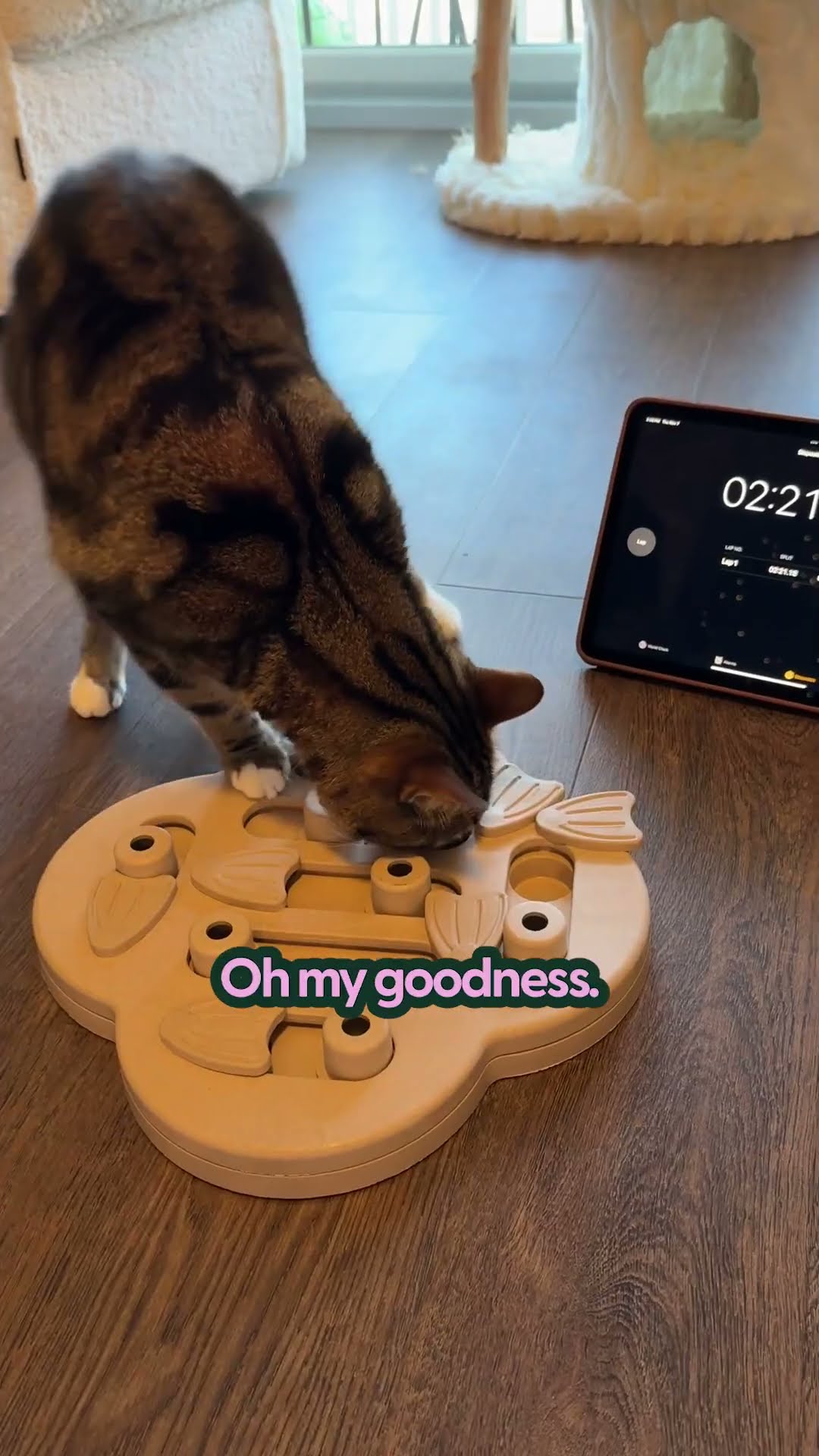 How Long Does It Take For a Cat To Solve A Puzzle Toy?  | The Pack