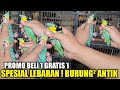 MELIMPAH RUAH ! BURUNG² ANTIK ENDEMIK SUMATRA EDISI LEBARAN ADA PROMO BELI 1 GRATIS 1 PASAR PRAMUKA