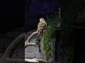 Owl Turning it's head 270 degrees #shortsviral