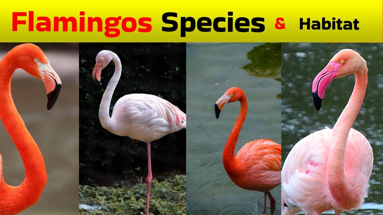 All species of flamingos and their habitat. - YouTube