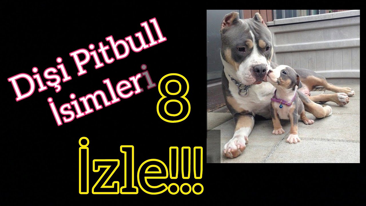 En Guzel Disi Pitbull Isimler Youtube