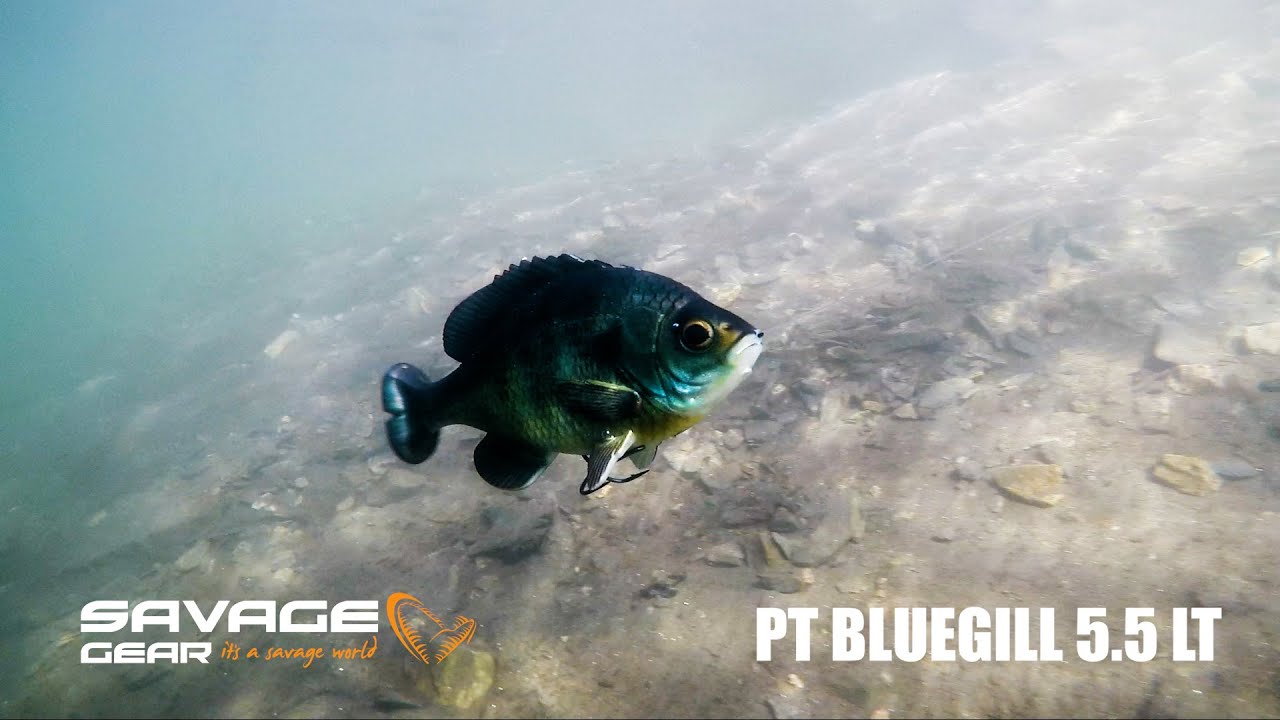 Savage Gear Line Thru Pulse Tail Bluegill 