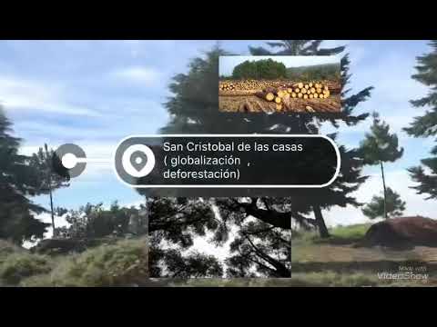 Video: ¿Cuál es la definición de deforestación en geografía?