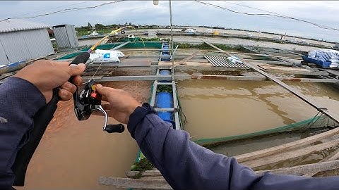 Câu cá cóc mùa nước đổ dính ngây cá cóc ú nu tại làng bè Bình thạnh