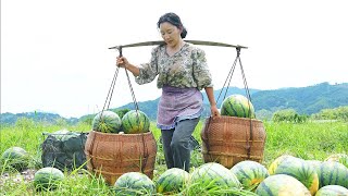 （Watermelon Feast）西瓜盛宴 | 兒時的暑日，奶奶搖著蒲扇、捧著西瓜，甜蜜了一整個夏天。【鄉愁沈丹 Shen Dan】