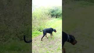Doberman Dilemma: Price hike in pet insurance to insure or not insure