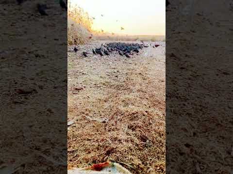 شاهد الصيد طيور الزرزور سراب طائر زرزور في شبك