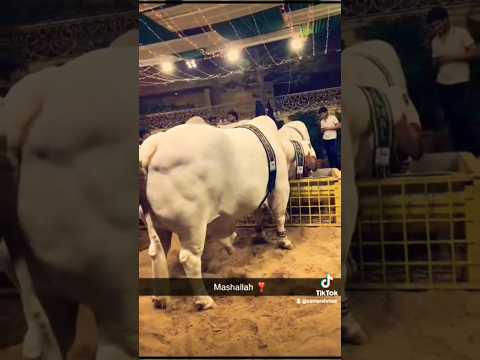 Bakra Laray Bado Badi Trending 2025 Ytshorts Foryou Cow Goat