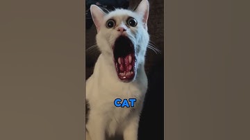 SKINWALKERS Disguised As Animals PART-2 #scary #skinwalker #facts #weirdanimals #dog #cat #monkey