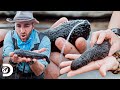 Raras criaturas marinas en Australia | Coyote Peterson: aventuras salvajes | Discovery Latinoamérica