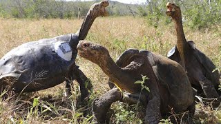 Kihaltnak vélt teknősfajt azonosítottak a Galapagos-szigeteken