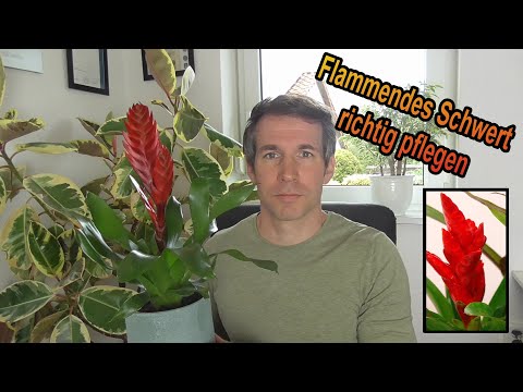 Video: Flaming Sword Zimmerpflanze - Vriesea Flammenschwert Info und Pflege