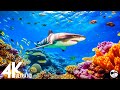 Aquarium 4K VIDEO (ULTRA HD) - Sea Animals With Relaxing Music - Rare &amp; Colorful Sea Life Video