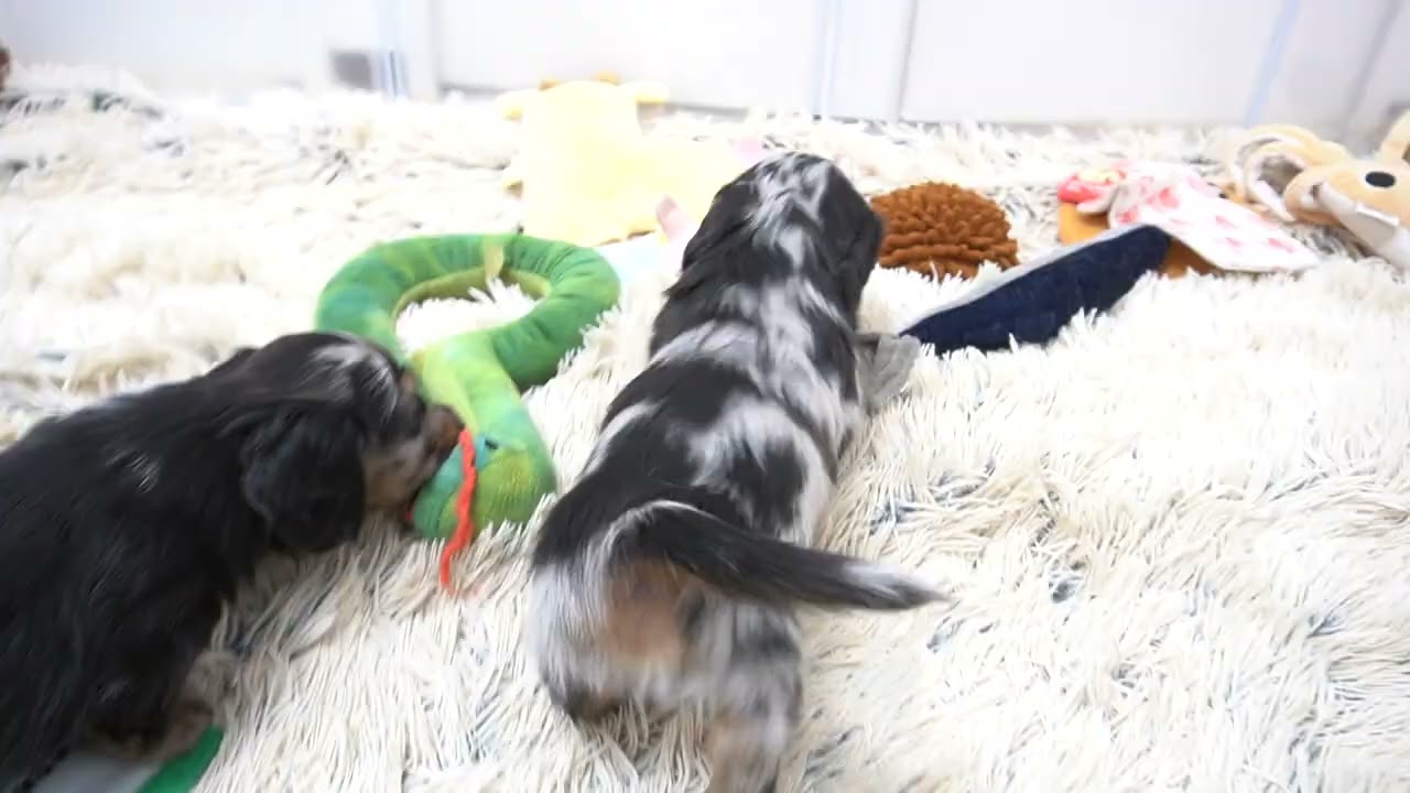ミニチュアダックスフンド3月27日生まれシルバーダップル男の子①