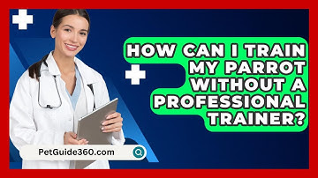 How Can I Train My Parrot Without A Professional Trainer? - PetGuide360.com