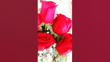Thumbnail of Roses and Chocolate #chocolates #chocolate #rose #roses #rosebouquet