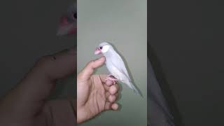 Silver java male finch available😘#tamebirds