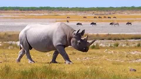 Rhino walking