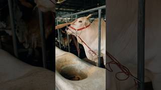 Beautiful hasha goru from Samarai Cattle Farm for Qurbani 2026 #shorts #viralreels #biggestbulls