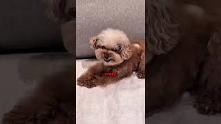 Dogs React to Ice Cubes 🧊 #shorts #dogs #funny