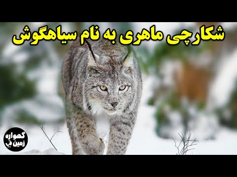 تصویری: گربه های کاراکال شکارچیان ماهری هستند