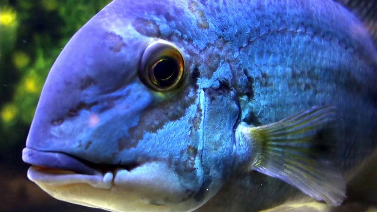 Hoplarchus psittacus / Parrot cichlid - YouTube