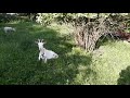 Как отучить козу орать