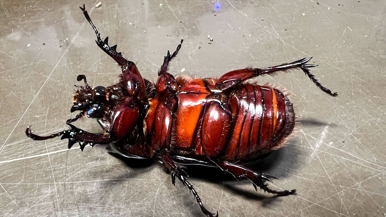I dug up a beetle native to Mexico with rather apologetic-looking