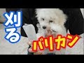 ハナマサをバリカンで刈る!!!!!!!