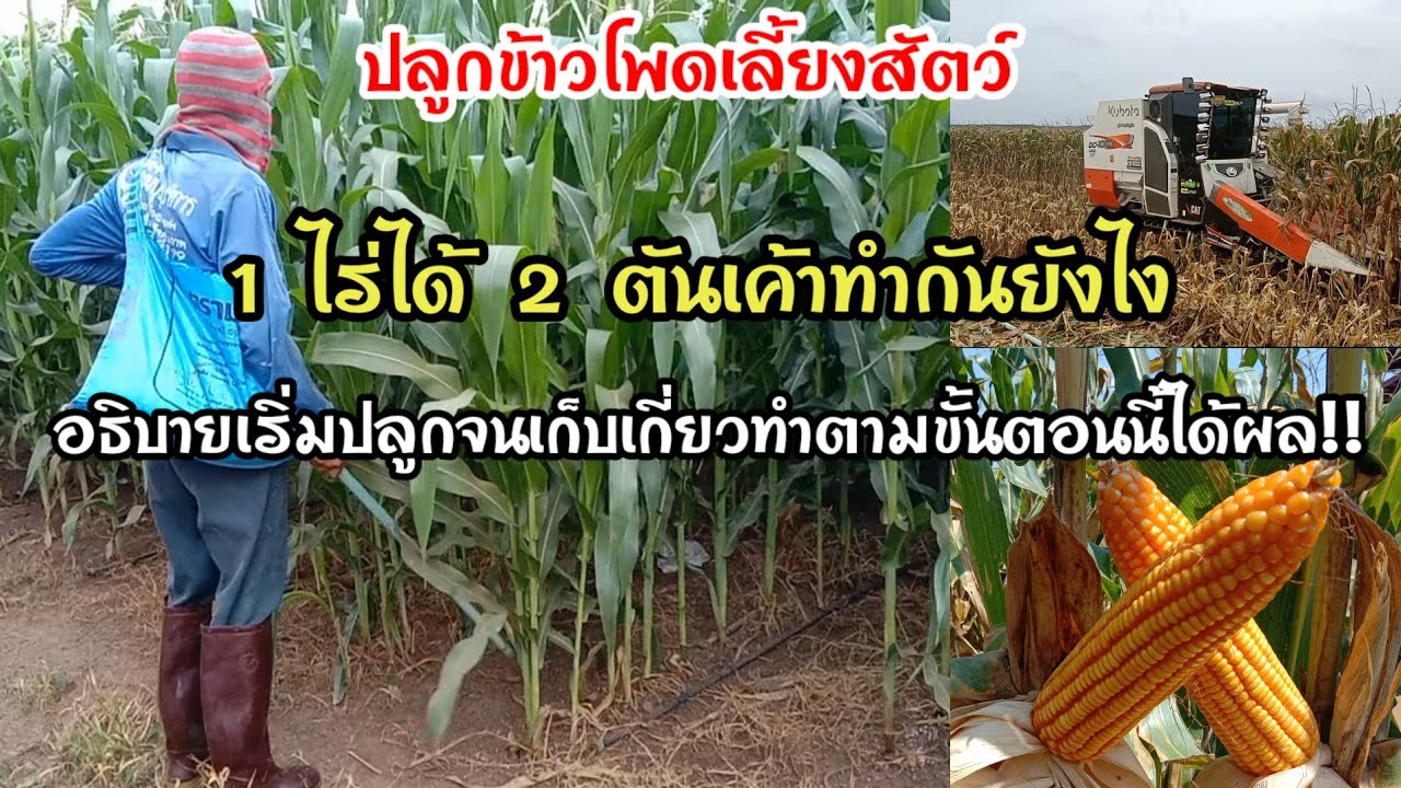 ปลูกข้าวโพดเลี้ยงสัตว์ 1ไร่ได้ 2ตัน ไม่ยากหากเข้าใจ!!เค้าทำยังไงกัน??#ข้าวโพดเลี้ยงสัตว์#