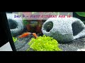 My first fish tank ever - #swordtail fish #aquarium #aquascape #hobby #dreamer
