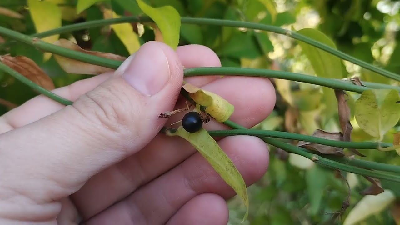 Жасмин Біса