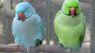 Gül Yüzünü Rüyamızda Görelim Ya Resulallah