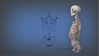 Anatomy of the Pelvis - The Pelvic Girdle