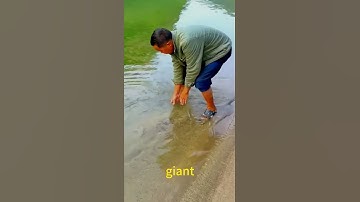The process of catching soft-shelled turtles on the river beach#Good tools#Easy to use