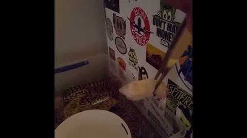 Bredli Jag Carpet Python feeding