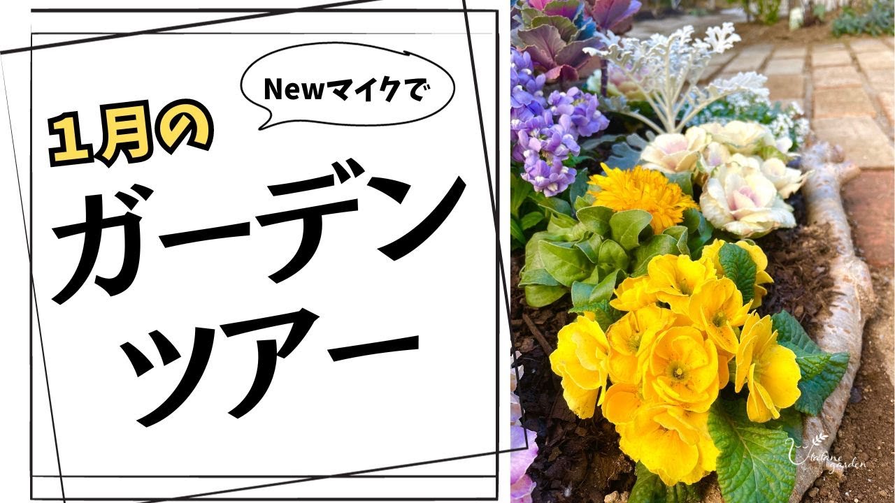 【１月のガーデニング】前半は旧マイク後半から新マイクです。寒さに耐えて咲いている花々を見てやってください。#gardening #ガーデニング #flowers #garden