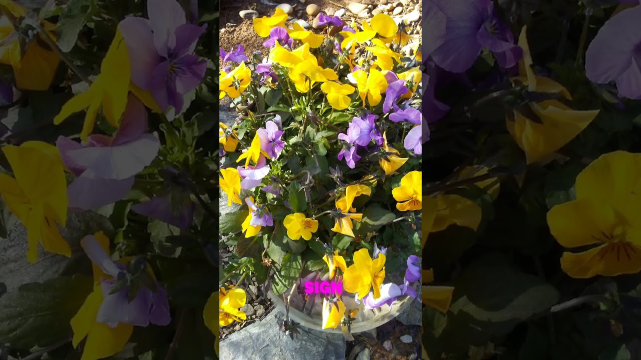 Bee fact: Super power, bee vision.