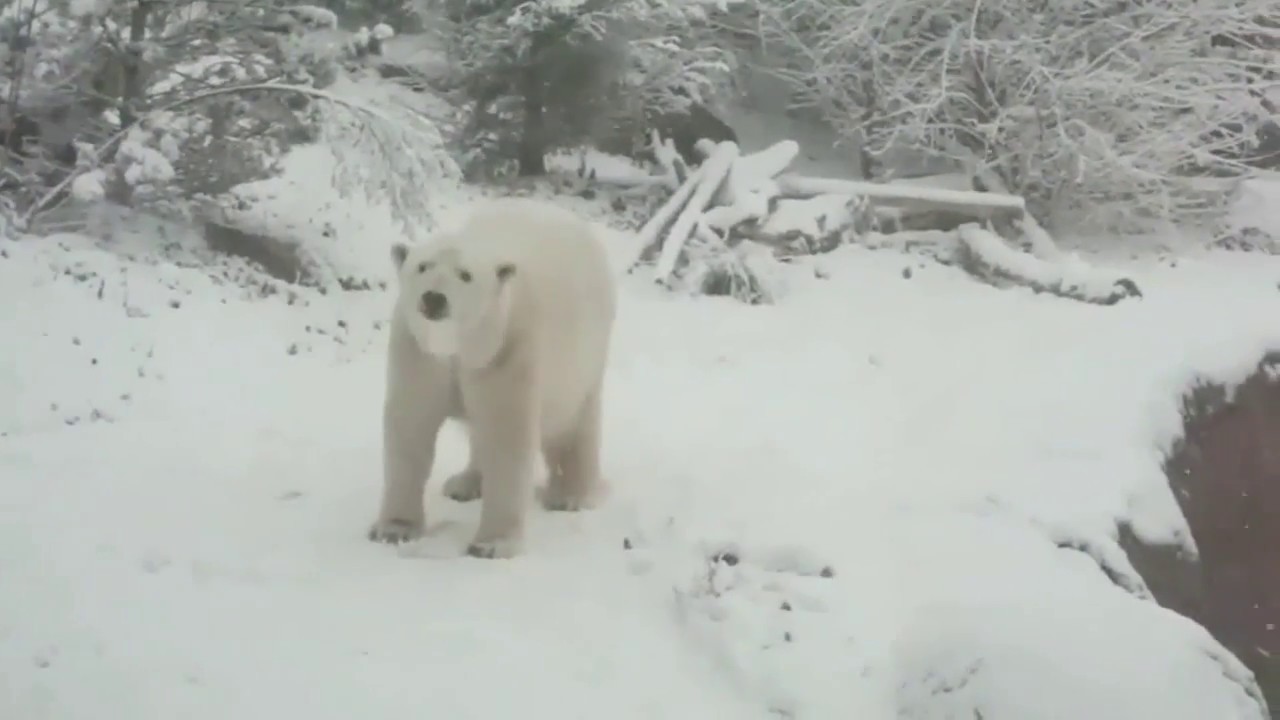 Snow day at NC Zoo